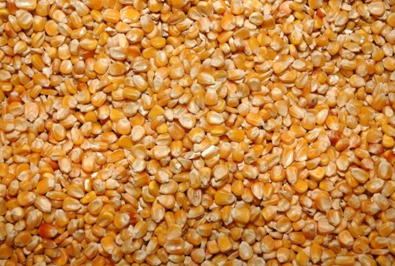 Mais, Confagricoltura “Servono incentivi alla coltivazione”