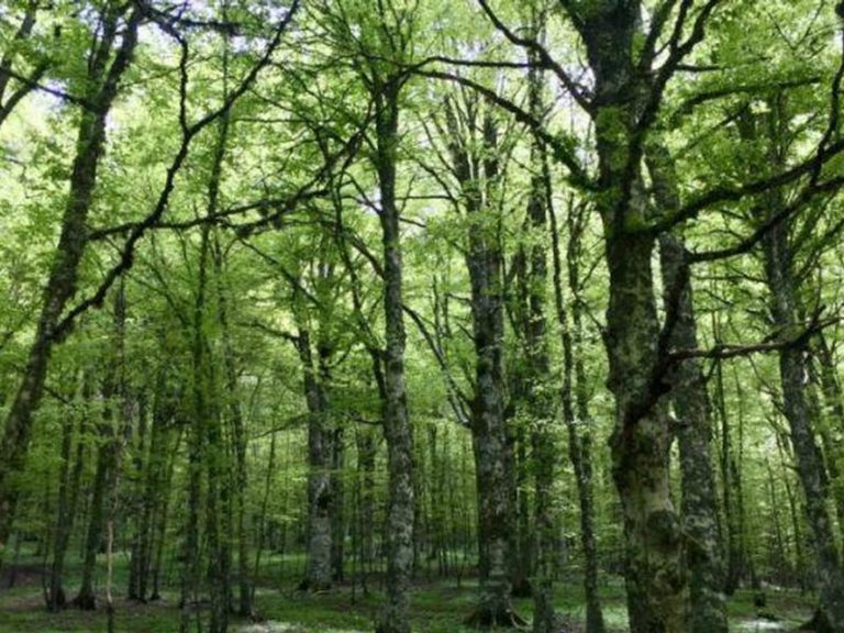 Rapporto Foreste Lombardia, costante crescita del bosco