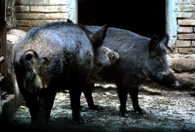 In Basilicata via libera al piano di abbattimento dei cinghiali