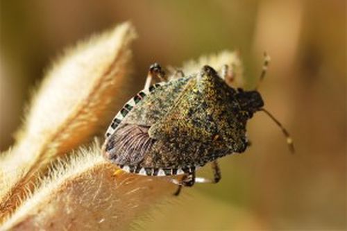 Cimice asiatica, ok primi risultati piano lotta biologica in Emilia Romagna