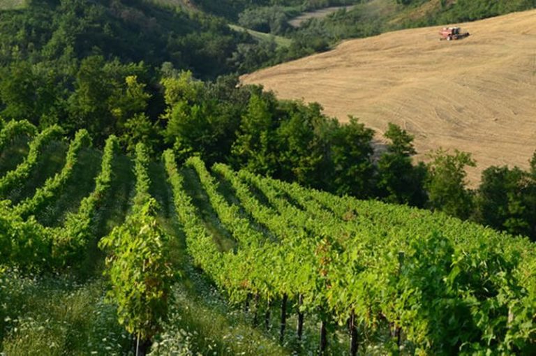 Nel Lazio in arrivo 1 mln per 17 filiere agroalimentari