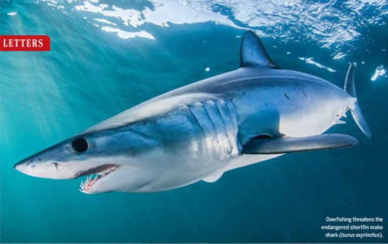 Allarme biologi marini, squali del Mediterraneo a rischio estinzione