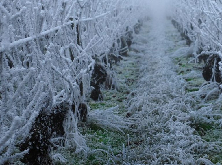 Agricoltura, prorogato bando contro gelate primaverili in Emilia Romagna