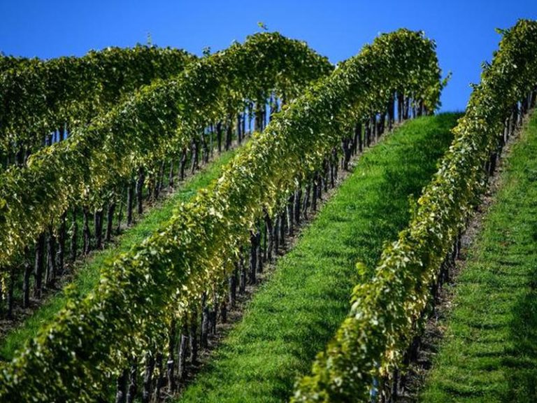Ristrutturazione dei vigneti, in Calabria 1,8 mln per 78 beneficiari
