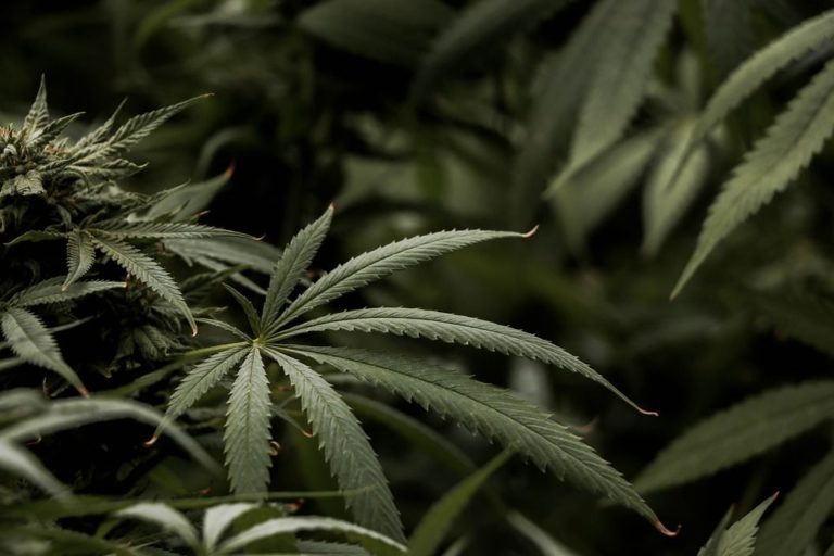 Consumo Cannabis in Svizzera: cosa dice la legge?