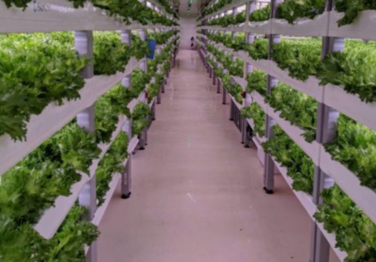 Accordo Enea-Fos per simulatore hi-tech coltivazioni al chiuso