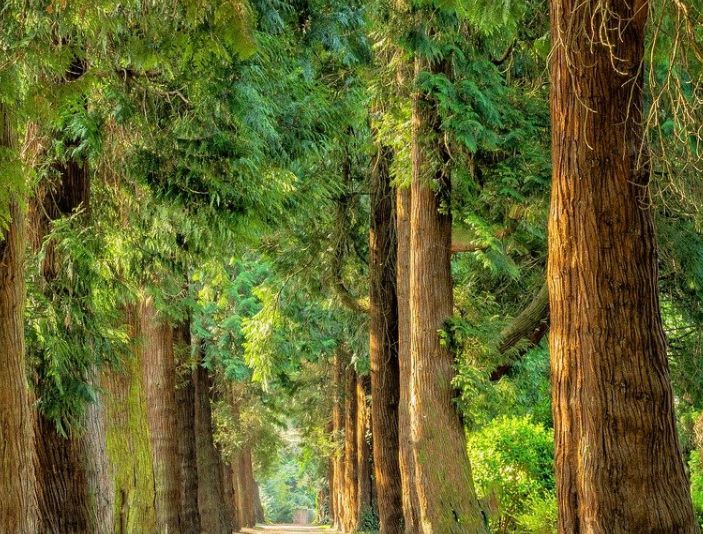 “Mettiamo radici per il futuro”, distribuiti 470 mila alberi in Emilia