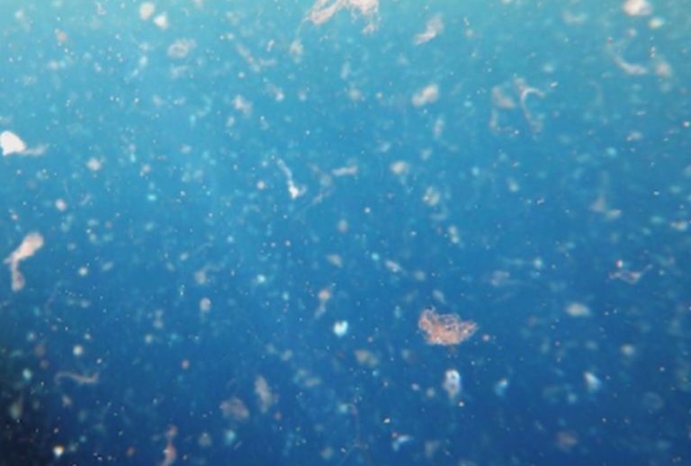 Microplastica nell’oceano in aumento nelle aree estreme