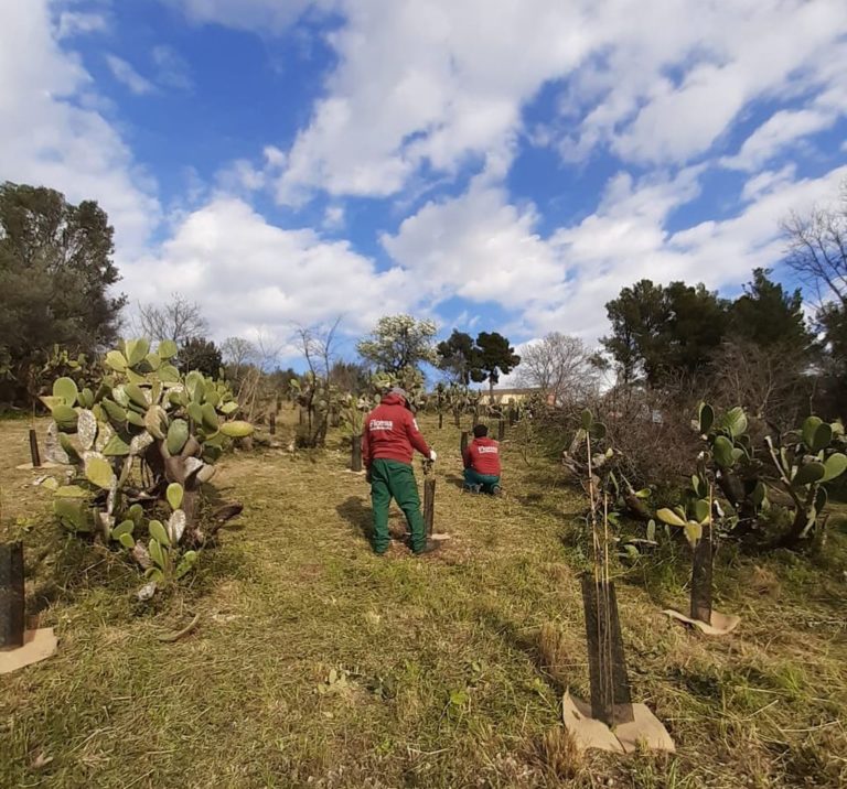 Nasce un nuovo bosco da 400 piante a Pignataro Maggiore