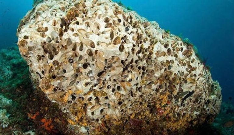 Marevivo “Serve con urgenza una cabina di regia per il mare”