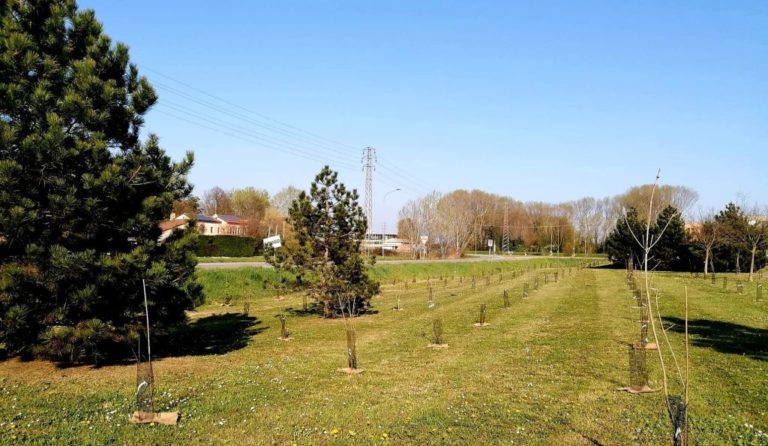 Arbolia, a Rovigo realizzato un bosco urbano con 600 piante