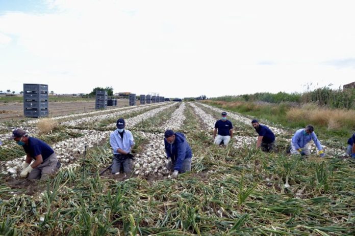 FASE 2, RACCOLTA DELLA CIPOLLA IGP DI MARGHERITA DI SAVOIA