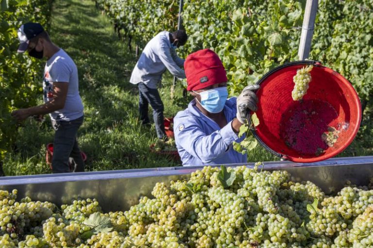 Agricoltura, al via programma di formazione per inclusione sociale