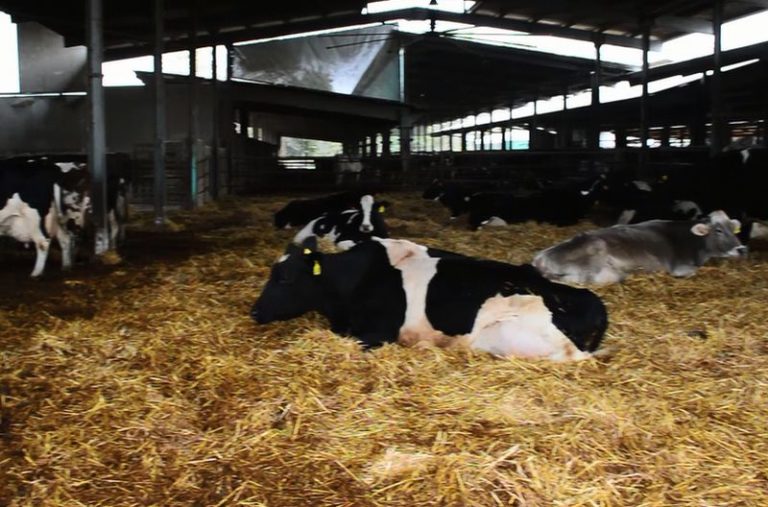 Clima, su emissioni gas serra Ispra scagiona le stalle