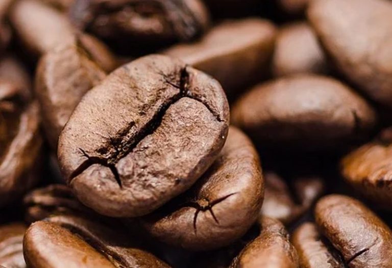 Nasce la Slow Food Coffee coalition