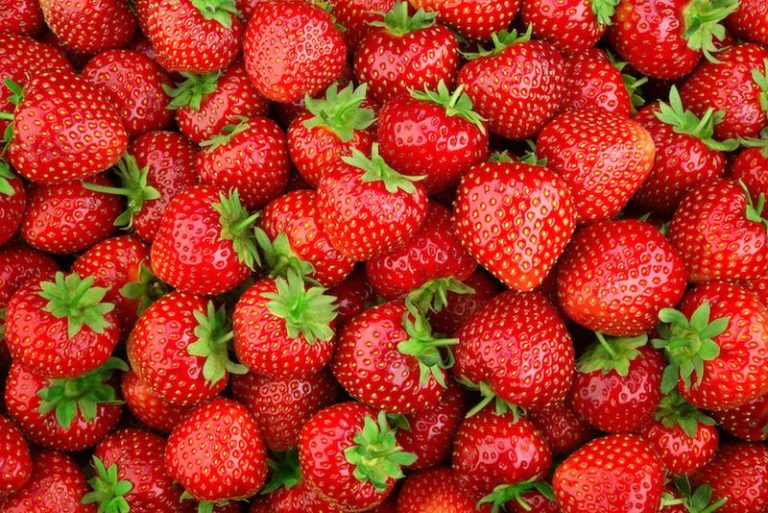 Dopo 30 anni torna in Italia il simposio della fragola