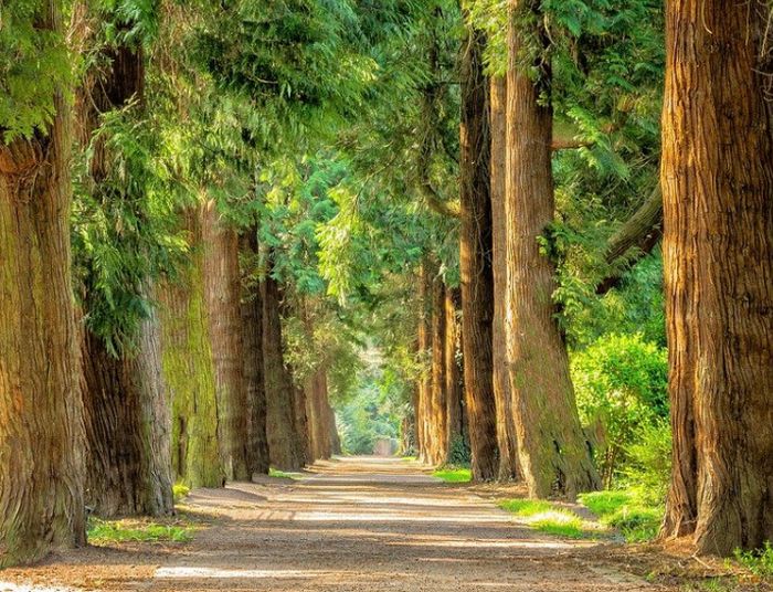 Solinas “Impegno Regione Sardegna per conservare patrimonio boschivo”