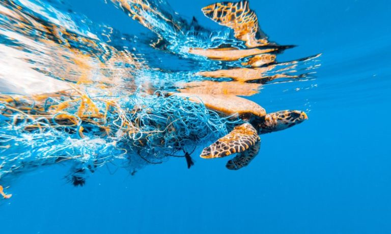 Allianz, partnership con Sea Shepherd per la protezione marina