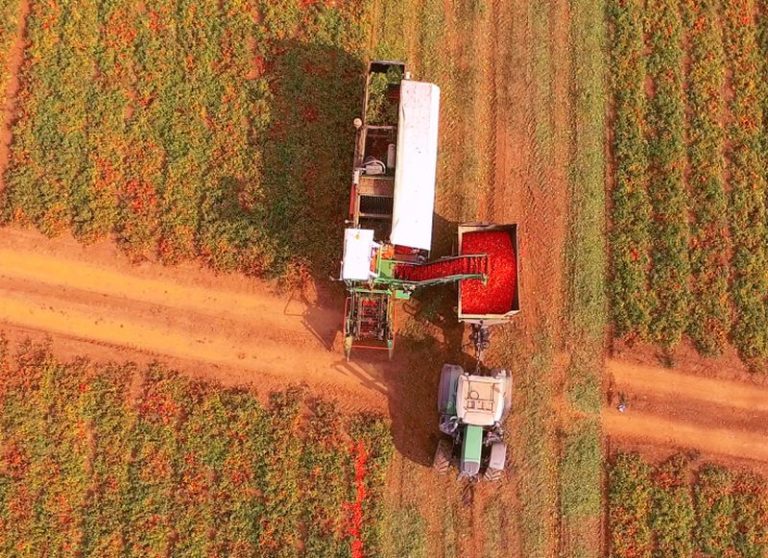 Cibo, un terzo nel mondo è prodotto da piccoli agricoltori