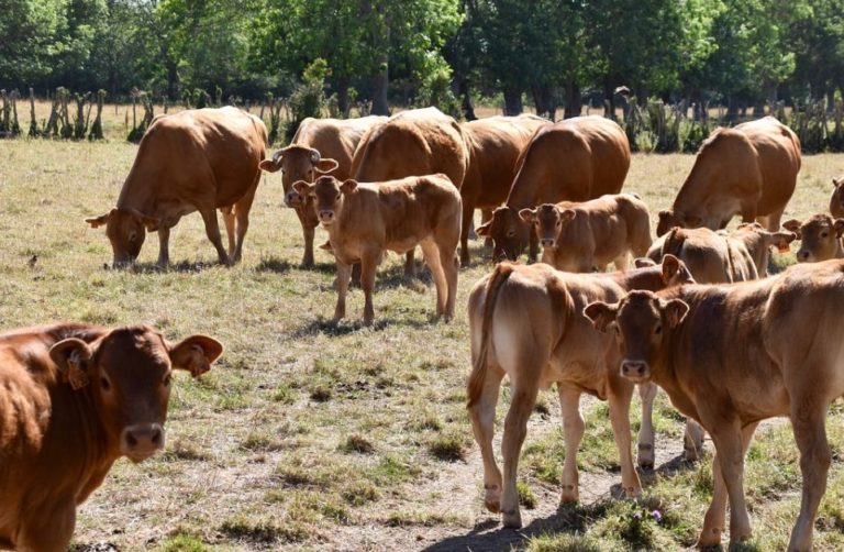 Per gli allevamenti bovini arriva la sfida della transizione ecologica