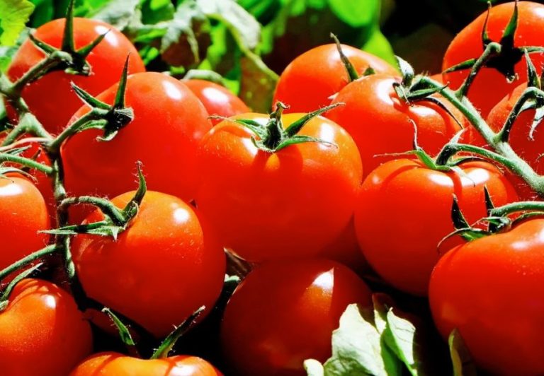 Stop frodi, più 17% import pomodoro dalla Cina