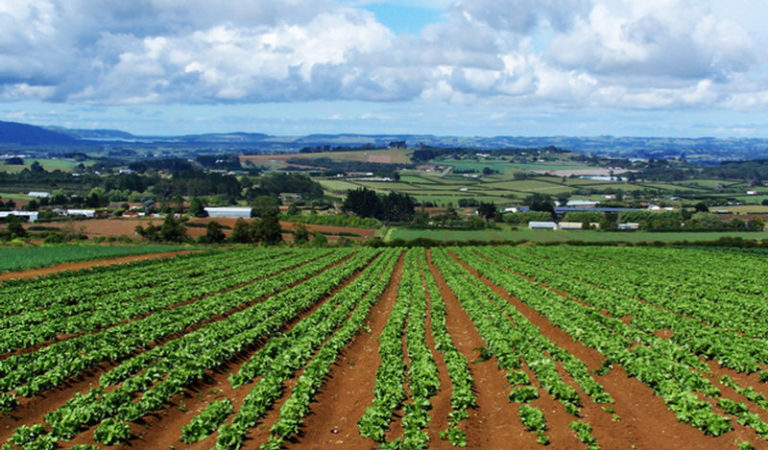 Greenpeace “La Commissione europea apre la porta ai nuovi Ogm”