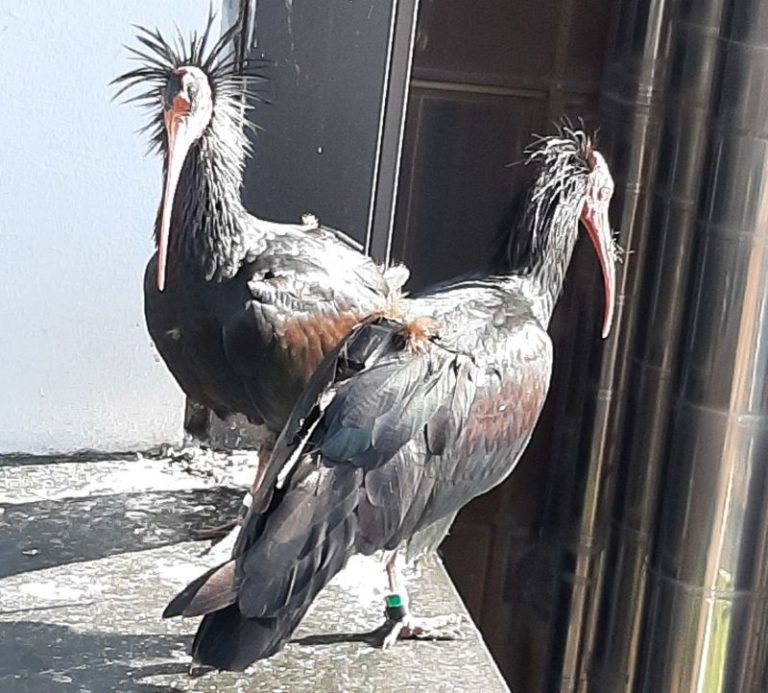 Due rari Ibis eremita depongono le uova a Roma