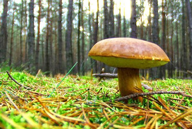 Ampliamento Parco dei Monti Simbruini, ok in commissione a pdl