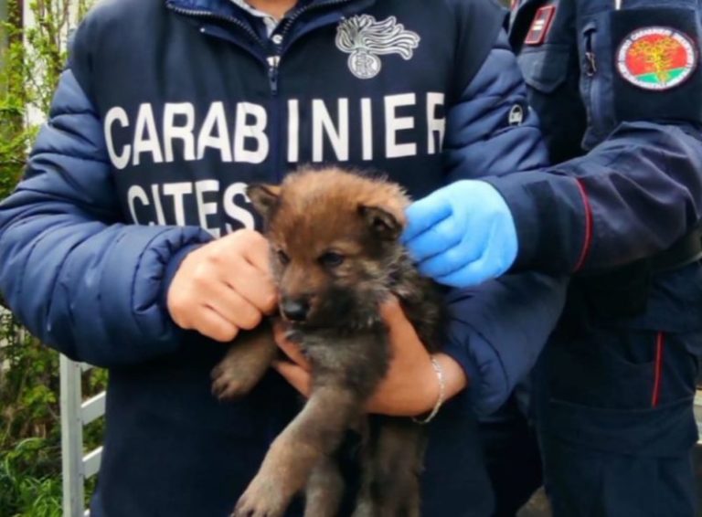 Viterbo, sequestrati 23 esemplari tra lupi selvatici e ibridi