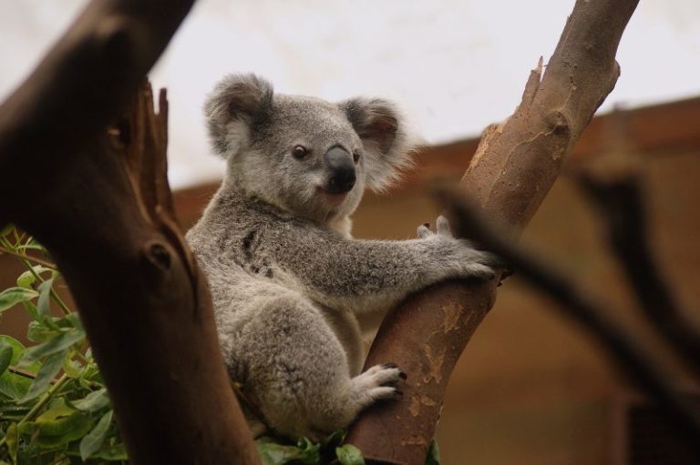 Australia, il Wwf mira a raddoppiare le popolazioni di koala