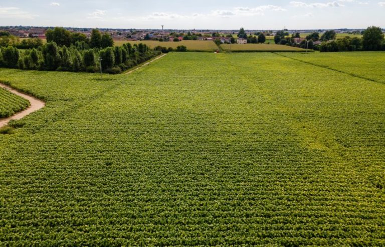 Tabacco, rinnovata intesa tra Philip Morris Italia e Coldiretti