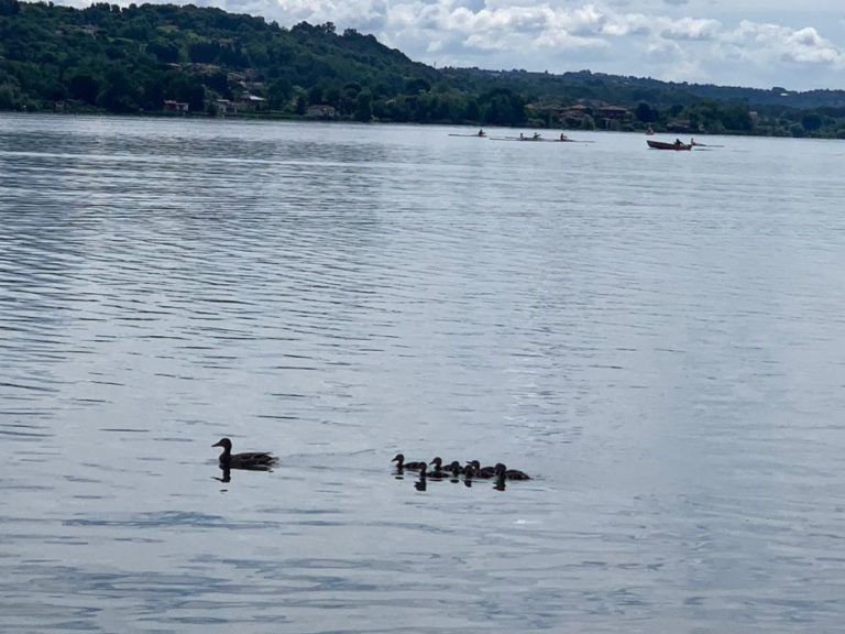 Cattaneo “Lago Varese balneabile entro il 2023”