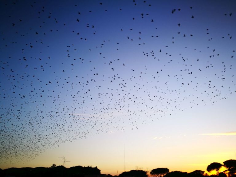 Legambiente “Tutelare l’habitat degli uccelli migratori”