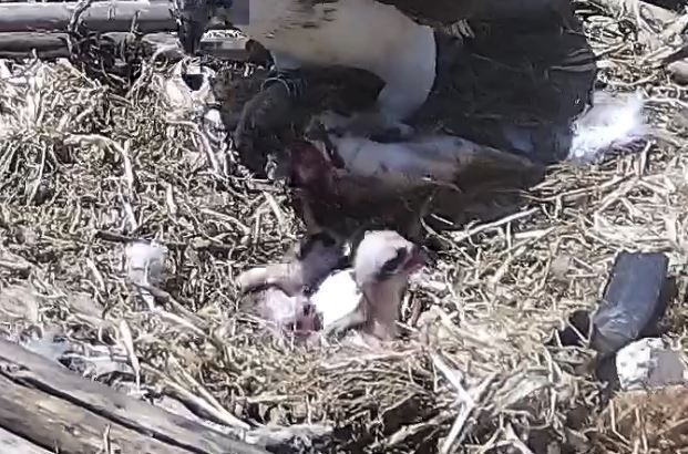 Le Oasi Wwf si confermano casa per il falco pescatore