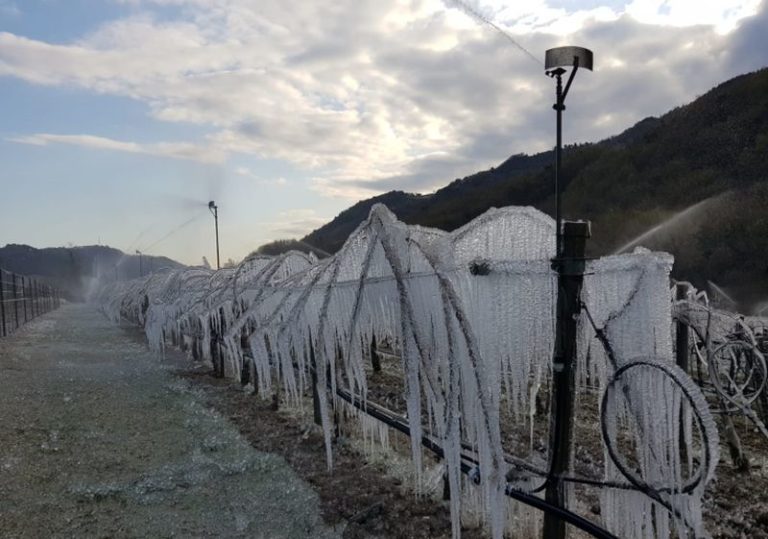 Agricoltura, a causa delle gelate tardive 862 milioni di danni