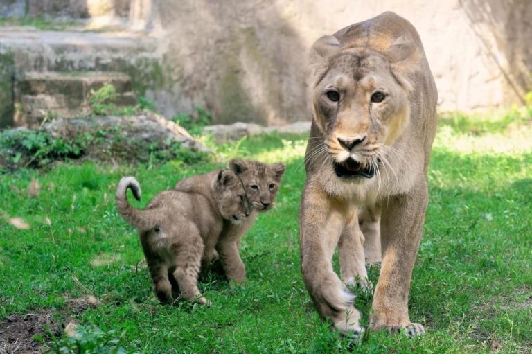 Il Wwf lancia “Sos Leone”, al mondo solo 20mila esemplari in natura