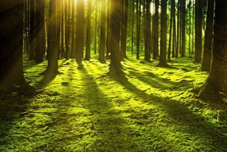 Illimity diventa carbon neutral e adotta la foresta circolare di BAM