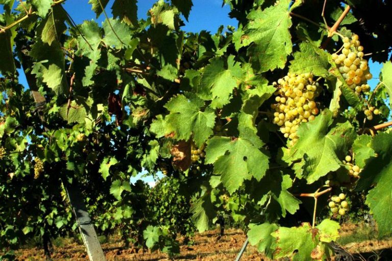 Viticoltura, il Crea partecipa al progetto Oenomed