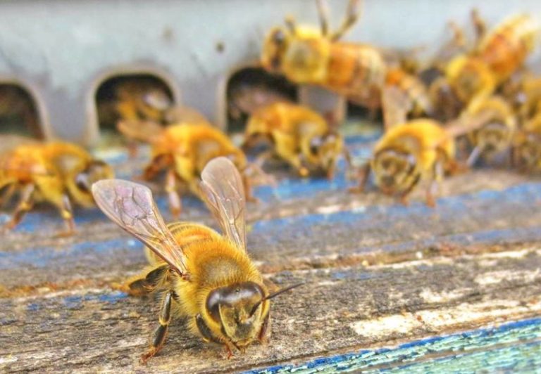 Cingolani “Tutela api importante per preservare la biodiversità”