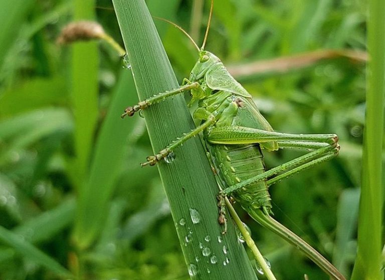 Invasione cavallette, Murgia “Vicini ad agricoltori del nuorese”