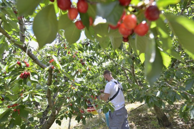 Terra Viva Cisl promuove un’agricoltura sostenibile