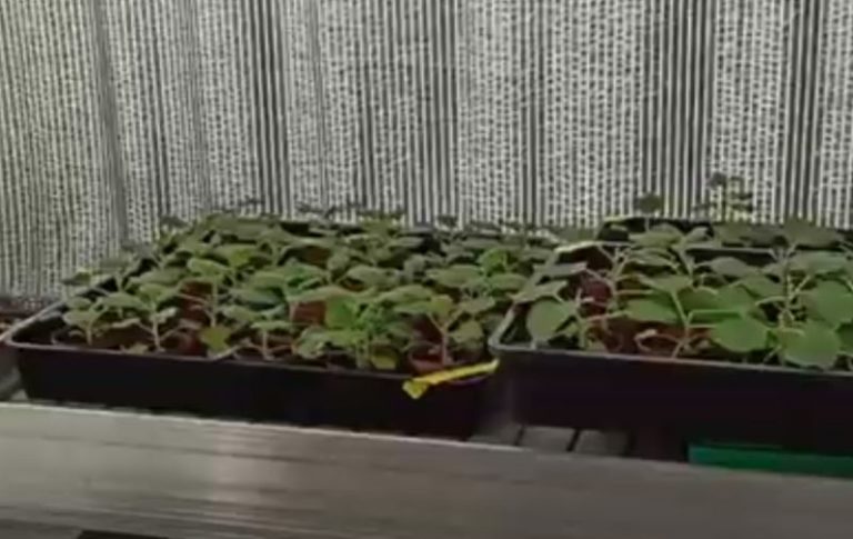 Covid, da Enea progetto per vaccini e anticorpi da piante biofabbrica