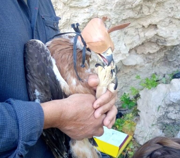 Completata la sessione 2021 per la marcatura delle Aquile di Bonelli