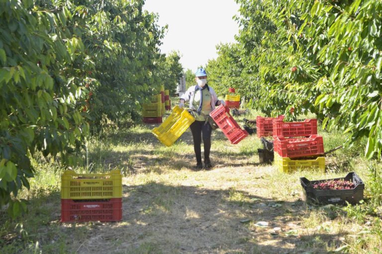 Informazione e divulgazione sull’agroalimentare, nasce CreaFuturo