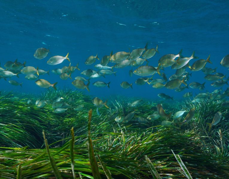 Wwf “Il riscaldamento del Mediterraneo sta mettendo il turbo”