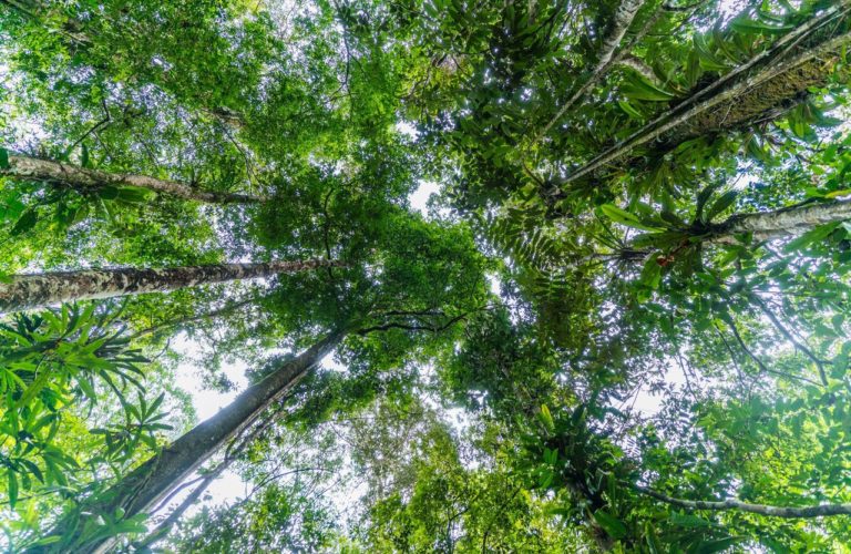 “Forests Forward”, una nuova piattaforma per il cambiamento