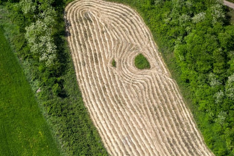 Confagricoltura “Impegno comune con Convase per sementi di qualità”