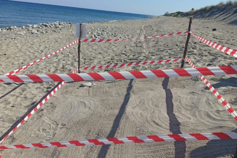 Tartarughe marine, arriva il primo nido in Calabria
