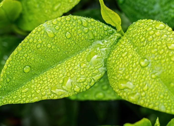 Transizione ecologica, fondi statali per 70 milioni in Emilia Romagna