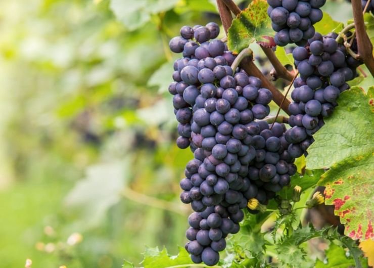 Più tempo per completare la riconversione dei vigneti in Toscana